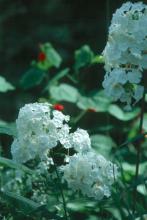 The glistening white flowers of the perennial phlox David offers fragrance as well as beauty for an extended season.