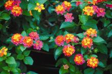 Sonset lantana