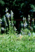 The bog sage begs to be planted in an old-fashioned cottage garden in front of a white picket fence draped with an antique rose like Zepherine Droughin or perhaps New Dawn. Or try it with Early Sunrise coreopsis, Becky Shasta daisies or Bravado purple coneflowers.