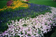 Easy Wave Misty Lilac, Rhea salvia and Prairie Sun rudbeckia partner for a showy display for the long growing season.