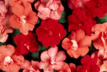 The new Salsa Mix of semi-double Fanciful Impatiens has similar colors to the Cancun Mix, but the flowers take on a semi-double, or rose-like, form.