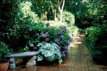 The colorful-leafed caladiums give a lush, cool, tropical feeling to any part of the landscape, and light up areas like this shady garden sidewalk. 