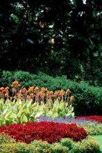 The Bengal Tiger is well-suited for the back of the perennial border. Combine them with sun coleus, Joseph's coats, and blue flowers like salvias or climbing thunbergias.