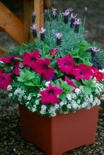 Grow a variety of textures and shapes to add interest to a container. Try large, spiky plants in the center, followed by another layer and then those that cascade or tumble over the rim.