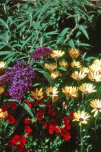 Emperor Blue buddleia works in beautiful harmony with these Sunsatia Cranberry nemesia and Lemon Symphony osteospermum. Try lantana and petunias as combinations for this time of the year.