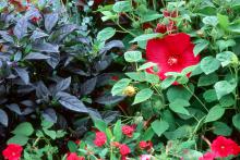 The Black Pearl ornamental pepper produces semi-glossy, deep purple-black leaves that contrast nicely with these Luna Hibiscus.