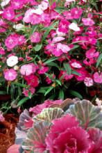 Scarlet-colored Diamond dianthus complements these yellow and orange Calypso calendula in cool-season gardens. 