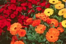 Diamond dianthus is available in a variety of colors and is a great cool-season partner for other plants like this flowering cabbage.