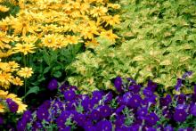 The foliage of Wild Lime coleus matches the yellow in the Prairie Sun rudbeckias and helps provide an opposite complementary color for the Easy Wave Blue petunias. 