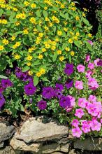 The melampodium produces small, brightly colored, daisy-like flowers from spring through frost. These yellow-gold blossoms allow them to partner wonderfully with pink and blue-violet to purple petunias.  