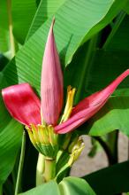 With their big, bold leaf structure, the banana plant does a lot for landscapes by adding their coarse texture. Macro is a variety with big, red blossoms that will stop you in your tracks.