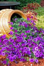 Suncatcher sapphire - Suncatcher Sapphire petunia flowers pour out of this odd pot, making an eye-catching garden centerpiece. Defiance, a lime green and burgundy coleus, frames the pot on either side.