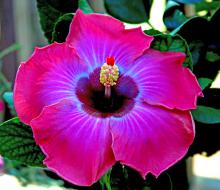 9 a.m. -- Rum Runner hibiscus starts out the morning with varying shades of magenta on the outside. As colors progress inward, they become lavenders, a starburst-like splash of iridescent blue and then a dark burgundy eye in the center.