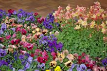 The Coastal Sunrise pansy mix is in the Matrix series, which arrived on the commercial scene in 2005. They load up with large flowers in rich colors that include shades of blue, rose, peach and creamy yellow.