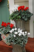 Long before the poinsettia became the holiday plant of choice, the cyclamen was on the throne. Cyclamen, such as these red and white varieties, prefer temperatures of 40 to 45 degrees, making them ideal fall and winter plantings in outdoor pots that once housed summer plants. 