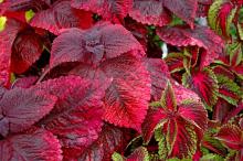 Coleus, such as these Mariposa and Florida City Altoona varieties, are some of the most versatile plants around. 