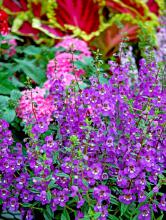 Serena angelonias, available in several colors, are heat- and drought-tolerant plants. Their spiky texture is welcome in the gardening world dominated by round flowers.