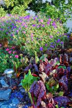 Planted with Amazon dianthus and princess flower, or tibouchina, these Bright Lights Swiss chard will make people wonder why it has taken 10 years for them to catch on in ornamental landscapes.