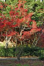 Parsley-leaved hawthorn branches produce thousands of red berries during the fall and winter. Birds love the fruit for food and the branches for nesting.