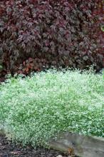 This mass planting of Diamond Frost euphorbia sparkles in front of the dense, brown/bronze foliage of some Maple Sugar hibiscus. Both of these plants love sunny locations.