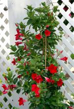 The Sun Parasol has the most deeply saturated red on the market, and everyone has fallen head over heels for velvety flowers. (Photos by Norman Winter)