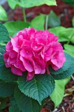 Merritt's Supreme hydrangea is a large-flowered selection with handsome foliage. They work well as understory plants beneath large bananas, giving a unique tropical combination. (Photos by Norman Winter)