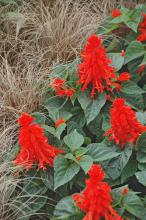 The toasty, copper-bronze color of the Bronzita sedge sets off the brilliant Picante Scarlet salvia. (Photos by Norman Winter/MSU Extension Service)