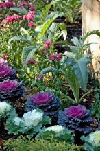 Gardeners who like edible landscapes should put cardoon at the top of their lists. Here, edible cardoon is planted with flowering kale, which often is used as a garnish. (Photo by Norman Winter)