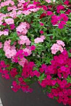 These two phlox, Astoria Hot Pink and Astoria Pink, complement each other in the landscape. (Photos by Norman Winter)