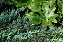 Groundcover conifers offer a staggering difference in texture because their leaves are needle-like. This Parson's juniper contrasts with the smooth, glossy leaves of the fatsia, a large tropical-looking shrub.