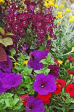 Supertunia Royal Velvet, Flambe chryusocephalum, AngelFace dark violet Angelonia, and Superbells scarlett calibrachoa form a flashy, complimentary color scheme.