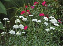 The Ice Star Shasta daisy makes an absolutely riveting combination when paired with Knockout shrub roses. (Photos by Norman Winter)