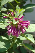 The Royal Purple Queen looks a little like a mini angel trumpet. The leaves are large and velvety, giving a slight gray appearance, and its clusters of dark purple flowers dazzle all summer long. (Photo by Norman Winter)