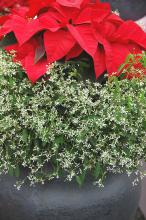 Diamond Frost euphorbia is the perfect complement to poinsettias of any color, as the cheerful bracts of the poinsettia sit atop hundreds of tiny white flowers resembling snow. (Photos by Norman Winter)