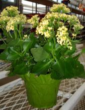 The yellow flowers of this kalanchoe will last for weeks. Although the individual flowers are small, they are numerous enough to create a splash of color for winter enjoyment. (Photo by Lelia Kelly)