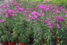 Bouquet Purple dianthus