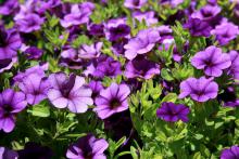 Plants such as this Cabaret Deep Blue put on a show with hundreds of flowers. (Photos by Gary Bachman)