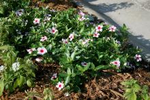 The Mediterranean series is a spreading-type annual vinca that reaches 6 inches tall and 30 inches wide. Here, the apricot broadeye vinca is combined with white penta. (Photos by Gary Bachman)