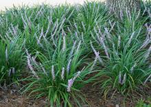 Liriope thrives in full sun or shade, providing a versatile groundcover under trees or a soft border for paved areas and foundations. Flowers may be purple, lavender or white, and they bloom from July to the end of August. (Photo by Gary Bachman)