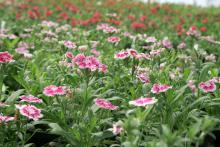 Dianthus Telstar, such as this Purple Picotee, make beautiful and fully massed landscape beds when spaced properly. They also make elegant border plantings. (Photos by Gary Bachman)