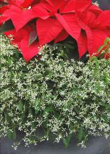 A poinsettia combined with the Mississippi Medallion winner Diamond Frost euphorbia looks like it is growing on a bed of frost. (Photo by Norman Winter)