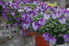 Pansies can fill a landscape bed and provide pockets of color from fall to late spring. This Plentifall Lavender Blue has bright lavender-blue lower petals with royal purple upper petals. (Photos by Gary Bachman)