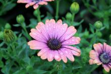 Petals of pastel lavender with copper-orange tips and a bright purple-blue speckled center with yellow stamens make the Zion copper amethyst (bottom) one of the most striking African daisy selections. (Photos by Gary Bachman) 