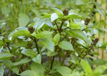 The Thai basil Queenette has gorgeous purple stems and flower heads that provide beautiful contrast to the bright green foliage. (Photos by Gary Bachman) 