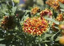 The unique petals of Gaillardia Candy Corn are tube-shaped and resemble trumpets with their flared ends. (Photos by Gary Bachman) 