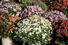 Mums are prolific flower producers. To prolong the colorful display, choose containers with some flowers still in the bud stage. (Photos by Gary Bachman)