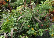 Red star cordyline forms the centerpiece of this fall mixed container (bottom) that brings together calibrachoa and New Gold lantana. (Photos by Gary Bachman) 