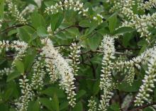 Virginia sweetspire offer three seasons of interest, including spring, when fragrant flowers are produced on long racemes. (Photo by Gary Bachman)