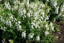 Angelonia Serena white grows to 12 inches tall and spreads up to 14 inches wide. Its summer toughness make it a great choice for Mississippi gardens. (Photo by MSU Extension Service/Gary Bachman)