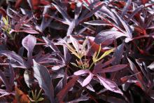 Illusion Garnet Lace has deeply cut foliage, and new leaves emerge light green before turning an attractive burgundy. (Photo by MSU Extension Service/Gary Bachman)